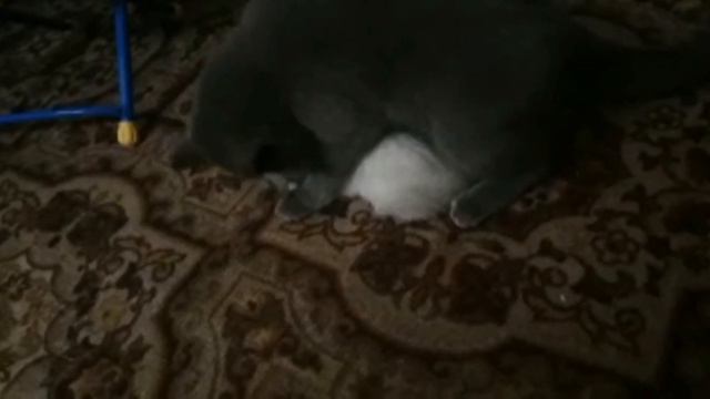 Жадный кот смотреть онлайн
