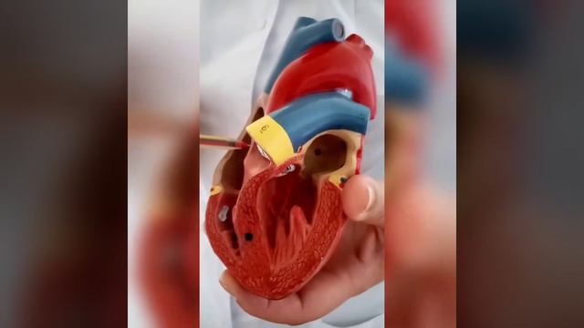 жүрек құрылысы смотреть онлайн