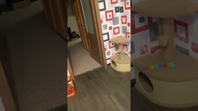 Сфинкс и Мейн кун носятся как кони. смотреть онлайн