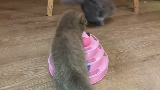 Шоколадный шотландский вислоухий котёнок и Хайленд фолд . смотреть онлайн