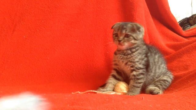 Питомник предлагает:Шотландский прямоухий котик окраса браун-табби (пятно). смотреть онлайн