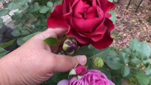 Роза Ред Леонардо да Винчи ???