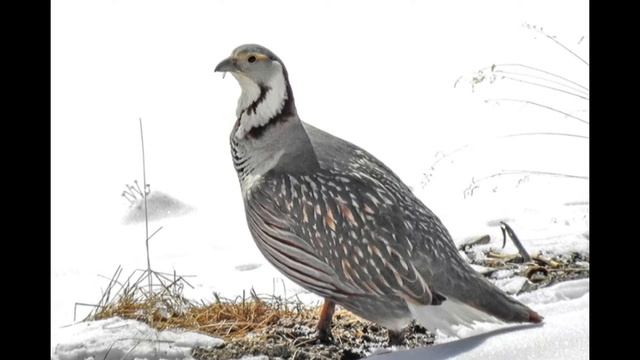 Кавказский улар ? смотреть онлайн
