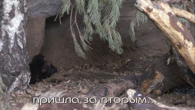 Кустарниковая собака Долли выгуливает своих щенков. смотреть онлайн