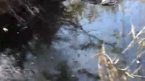 Рыбалка на реке Сочи: Голавль