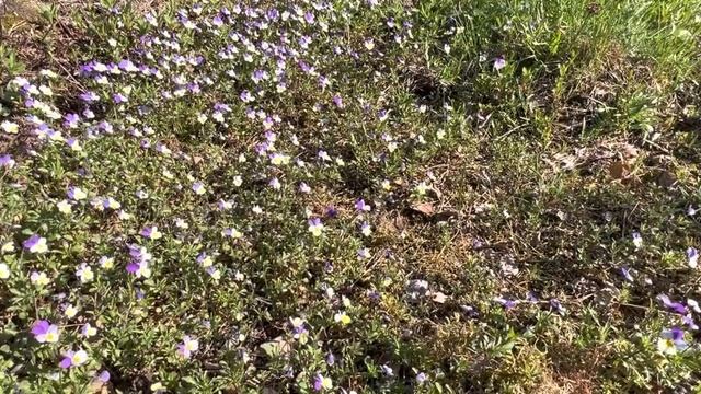 Отливка свинцом. Первый блин комом.❤️ смотреть онлайн
