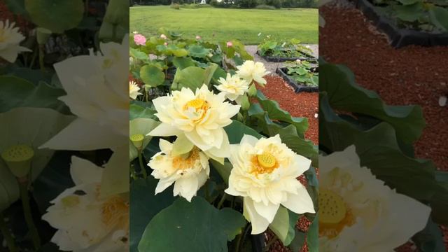Beautiful Lotus of summer 2020 at Bergen Water Gardens смотреть онлайн