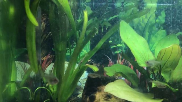 My Tropical fish tank set up with Aquael unifilter UV 500 смотреть онлайн