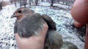 Поймал Куропатку и не только, Как поймать живым фазана, Ловушка своими руками