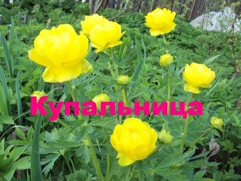Купальница Лемон Куин смотреть онлайн