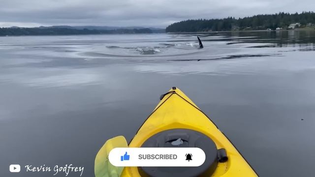 7 Orca Encounters That'll Brighten Your Day смотреть онлайн