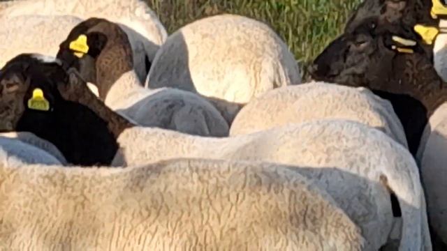 предлогаем овец породы дорпер черноголовый молодняк 21 года смотреть онлайн