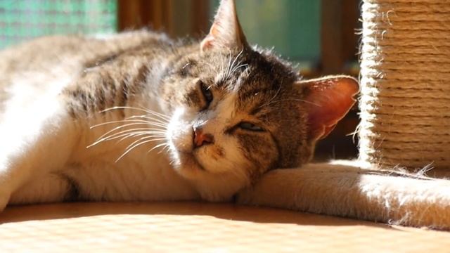 НАДОБРАНІЧ СОЛОДКИХ СНІВ КАЗКОВИХ СНІВ ЧУДОВИХ СНІВ КОЛИСКОВА МУЗИЧНЕ ПРИВІТАННЯ ВІДЕО ЛИСТІВКА