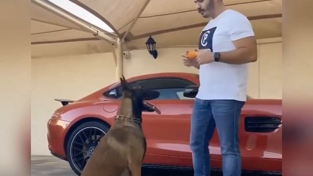 Супер Дрессированная Собака Малинуа. MALINOIS K9 (Бельгийский волк) BELGİAN SHEPPERD