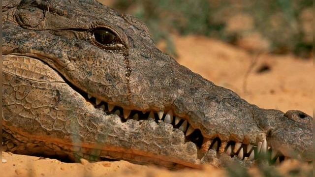 Крокодиловы слезы смотреть онлайн