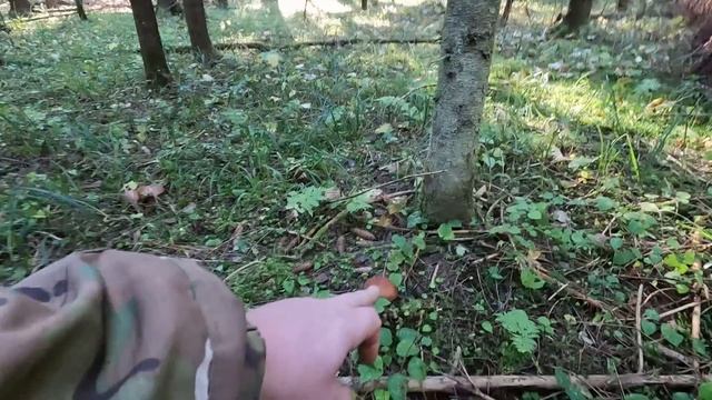 ❗ГРИБНИК НЕ ОЖИДАЛ НАЙТИ ГРИБЫ В МОРОЗ?26 Октября 2022 в Подмосковье.?ПОЖАР?ГОРИТ ДОМ смотреть онлайн