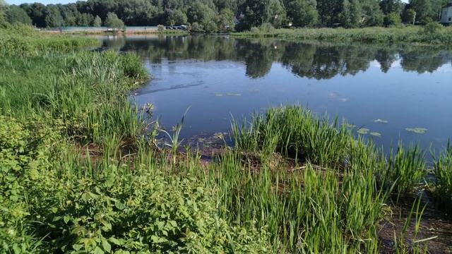 Любовная парочка в кустах смотреть онлайн