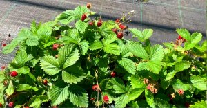 Самая ароматная земляника в саду! На мой вкус это Руяна! А на ваш?