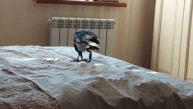 Три вороны отжали комнату у хозяйки смотреть онлайн