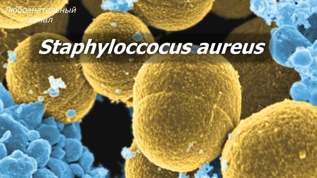 Удивительные факты о зеленых соплях смотреть онлайн