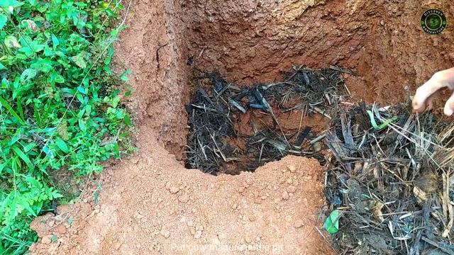 COCONUT PLANTING METHOD | How to Plant Coconut Tree at Home | How to grow coconut tree from Seed смотреть онлайн