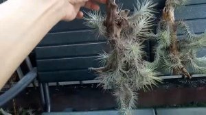 tillandsia funckiana mirip ulat bulu