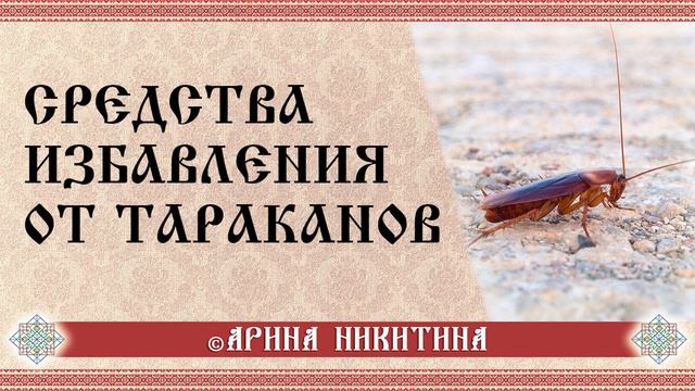 Как избавиться от тараканов | Способы избавления от тараканов | Арина Никитина смотреть онлайн