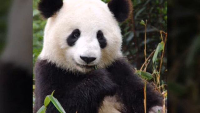Panda e (remix) смотреть онлайн