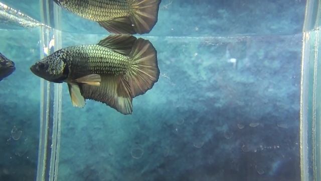 Виды петушков.Betta. смотреть онлайн