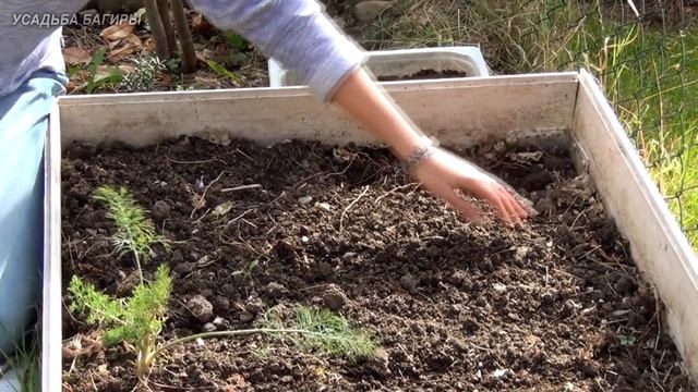 Посадка бульбочек чеснока.