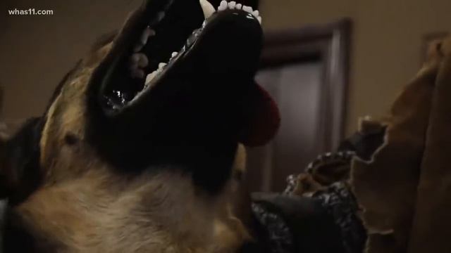 Is your dog more bark than bite? смотреть онлайн