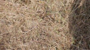 Посадка лесосада вдоль высохшего ручья, для его спасения!