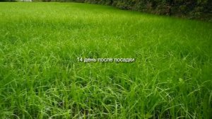 Газон своими руками по цене семян.