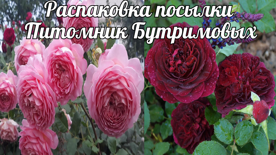 Распаковка посылки с розами. Розы Бутримовых смотреть онлайн