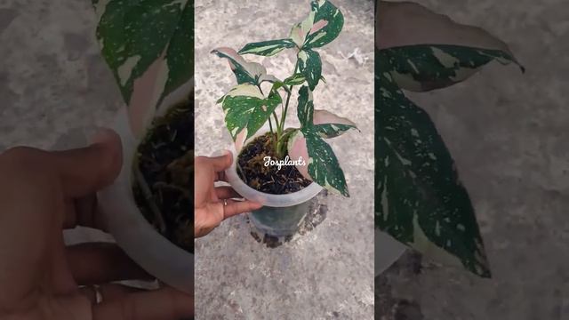 Syngonium tricolor 🔥#aroidaddicts #syngonium смотреть онлайн