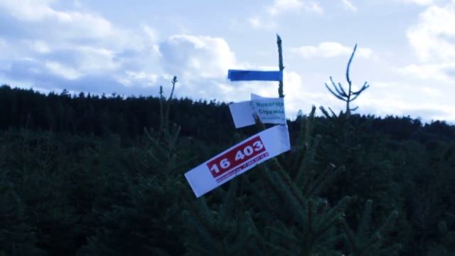 16 403 Ель стриженая срезанная 1.50 – 1.75 м. смотреть онлайн