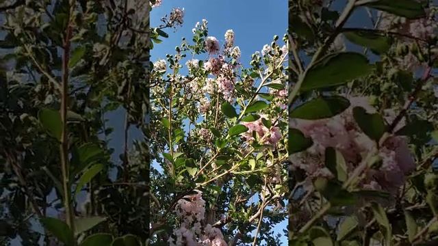 Индийская сирень Крым смотреть онлайн