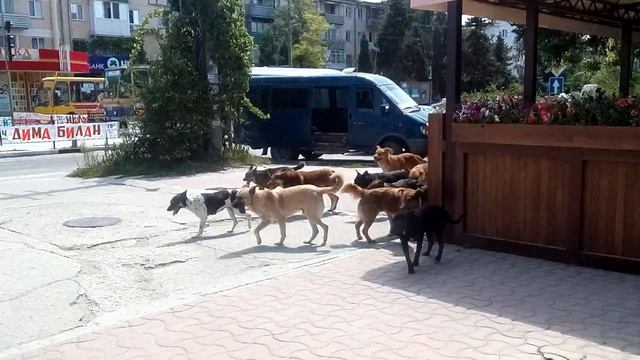 Собаки Евпатории смотреть онлайн