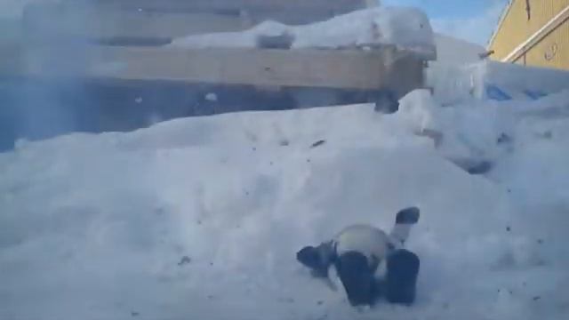 Colour Salute Slay Cow смотреть онлайн