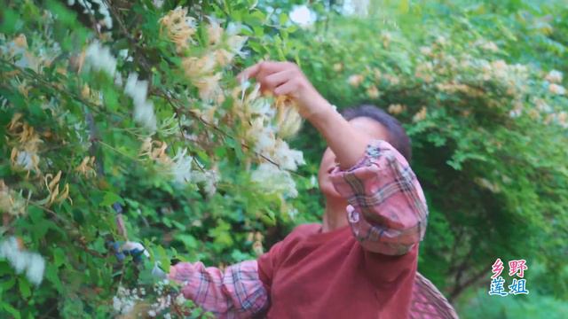 采蜂蜜，摘金銀花，制作蜂蜜金銀花茶|Collect honey and pick honeysuckle to make honey honeysuckle tea【乡野莲姐】@4K смотреть онлайн