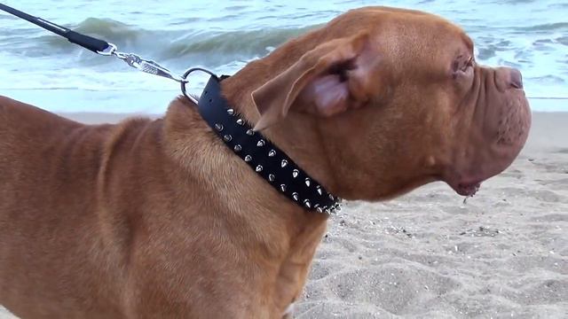 French Mastiff, Bullmastiff and Amstaff Wearing Nylon Spiked Dog Collar смотреть онлайн