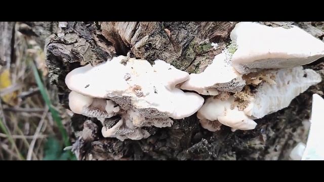 Wrośniak anyżkowy - przyprawa z lasu? czemu nie? смотреть онлайн