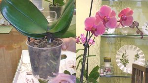 Срочная пересадка орхидеи Нарбона. Почему?...