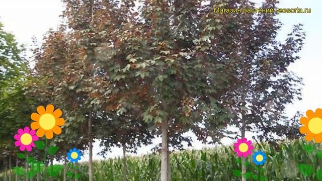 Клен белый Атропурпуреум. Краткий обзор, описание характеристик acer pseudoplatanus Atropurpureum смотреть онлайн