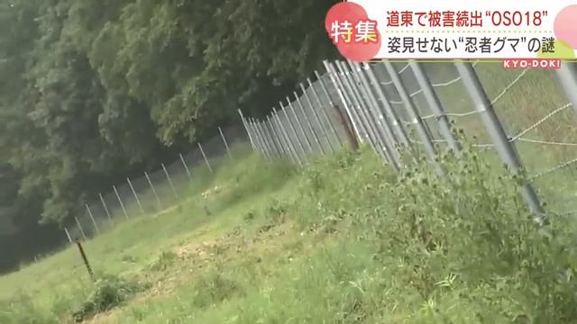 北海道の酪農の町を恐怖に陥れている巨大グマ「OSO18」。乳牛60頭以上が被害…人前に姿を見せない「忍者グマ」の正体は？