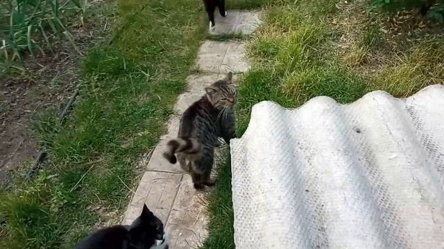 Славянск. 1 июня 2022г. Котячий ужин. смотреть онлайн