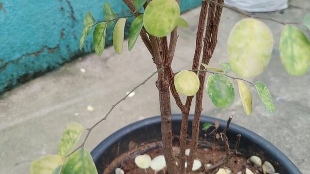 Beautiful Snowbush Plant Care | Snow Covered Leaves | Breynia disticha - Chennai Garden & Decor смотреть онлайн
