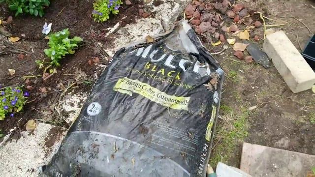 Plantando Rosales Mini, Pensamientos Y Lobelias: Algunos Consejos