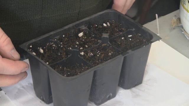 Indoor Winter Garden 2013: Germinating Stevia / Hydroponic Stevia смотреть онлайн