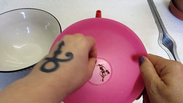 Cactus How To - Harvesting Cactus Seeds from Rebutia Cactus смотреть онлайн